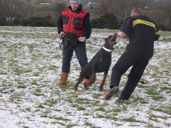 Doberman