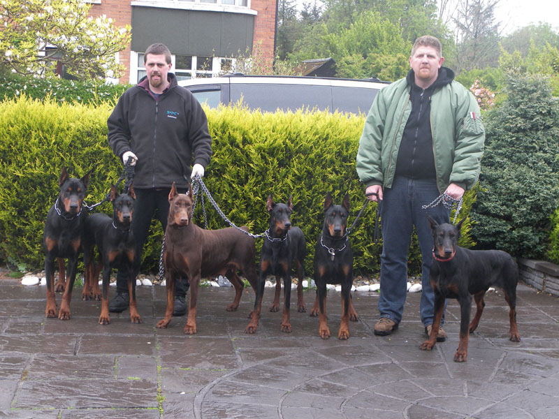 Doberman